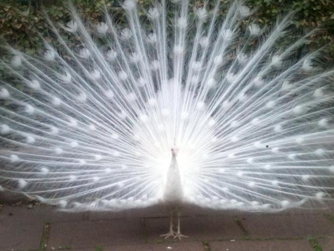 10343684_10152863715292516_7661172909355194791_n